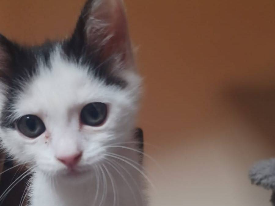 Adozione gatto, femmina, Razza sconosciuta Razza sconosciuta, 2 mesi, taglia non valida, Milano