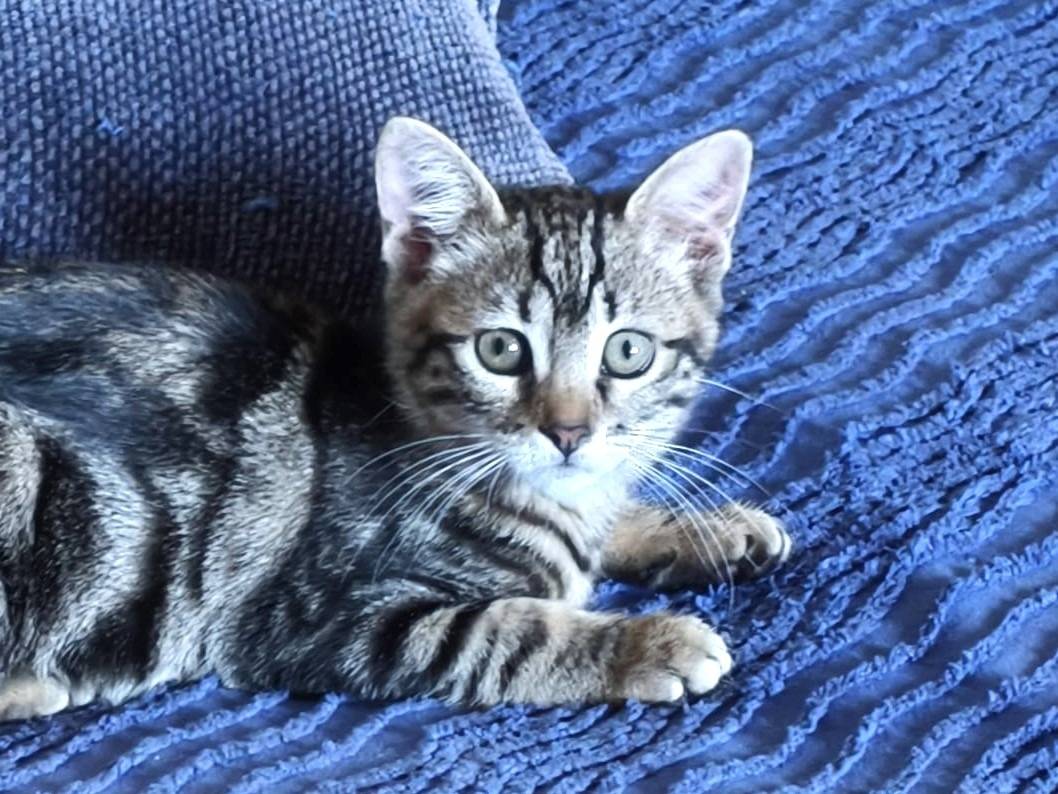 Adozione gatto, femmina, Razza sconosciuta Razza sconosciuta, 3 mesi, taglia non valida, Roma