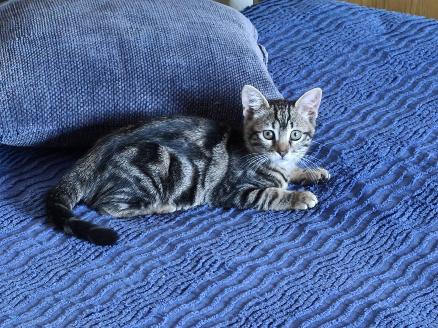 Adotta un gatto, femmina, 3 mesi, Roma