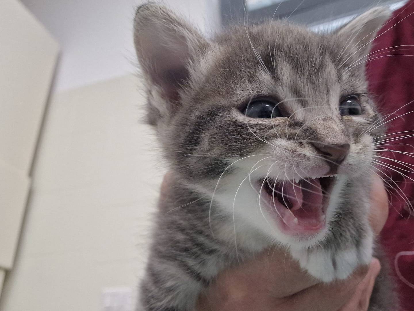 Adotta un gatto, femmina, 1 mese, Terni