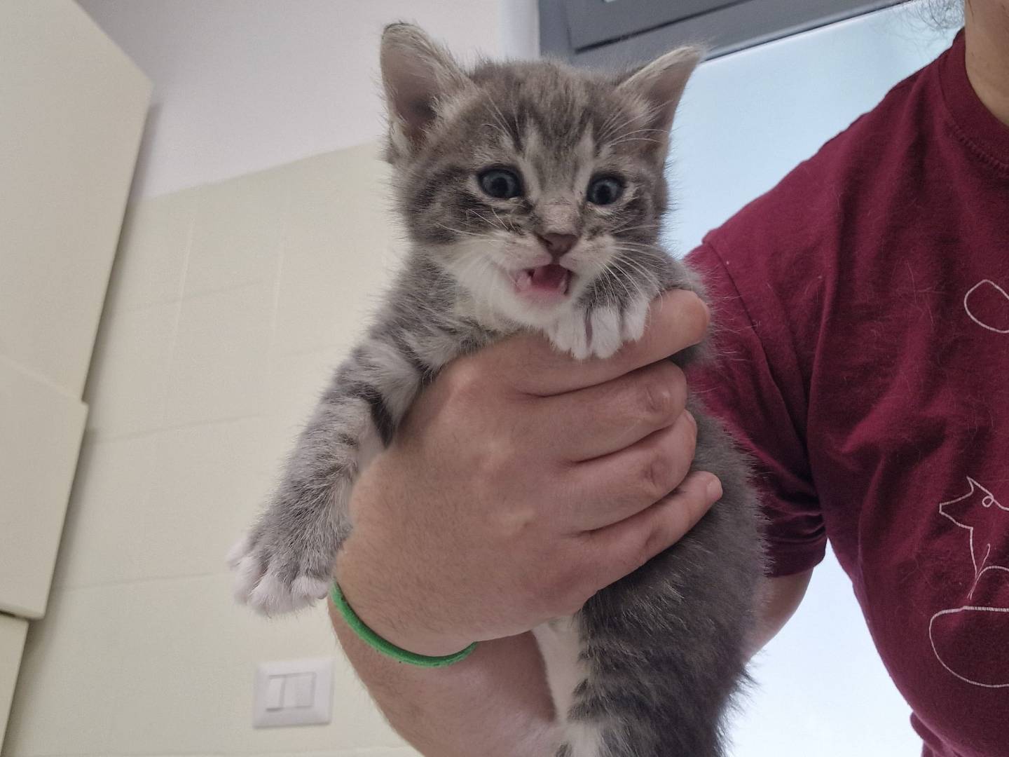 Adozione gatto, femmina, Razza sconosciuta Razza sconosciuta, 1 mese, taglia non valida, Terni