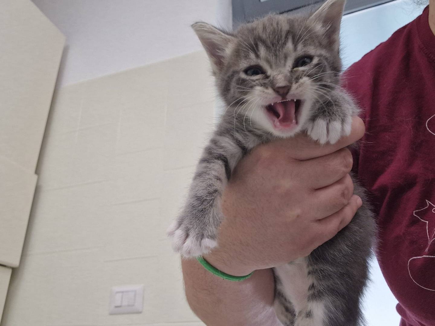 Adotta un gatto, taglia non valida, femmina, Terni