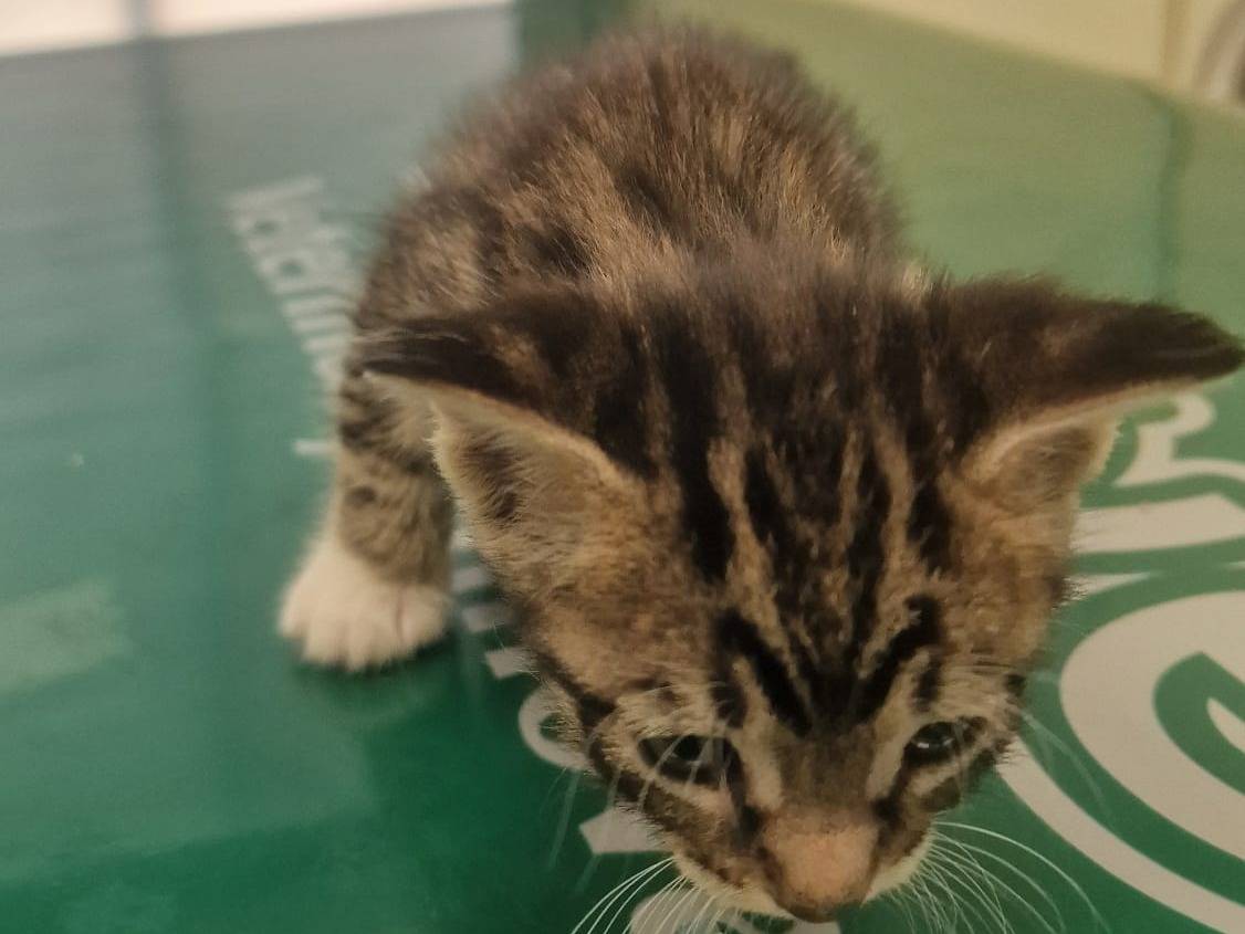Adozione gatto, maschio, Razza sconosciuta Razza sconosciuta, 2 settimane, taglia non valida, Terni