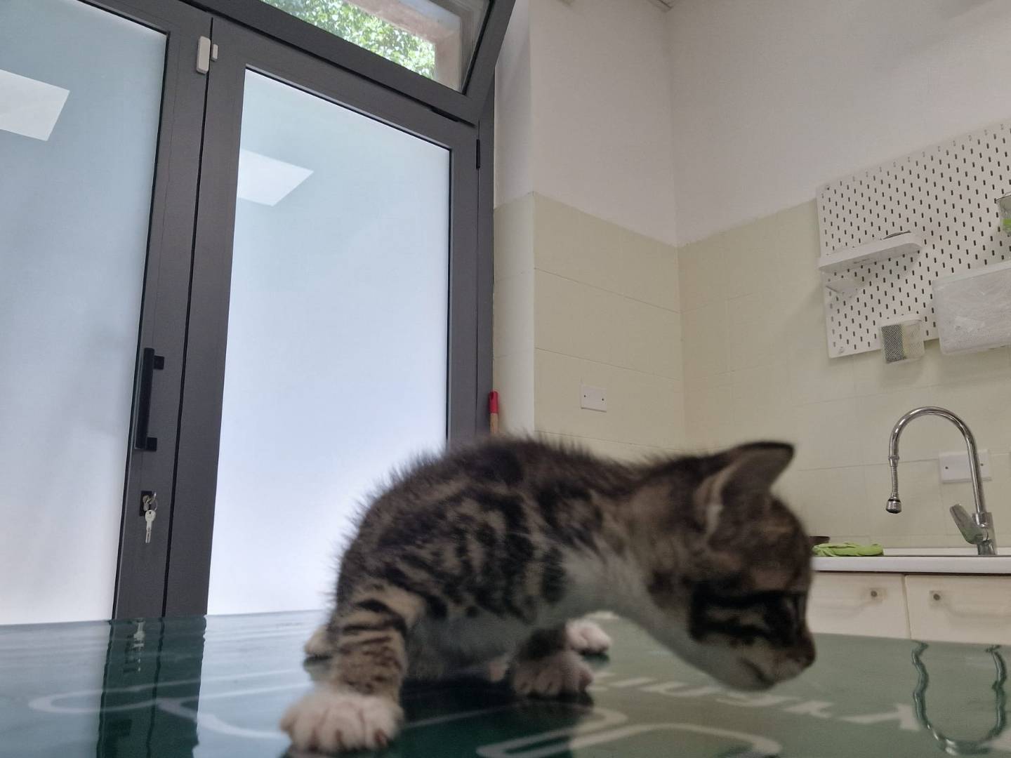 Adotta un gatto, maschio, 2 settimane, Terni