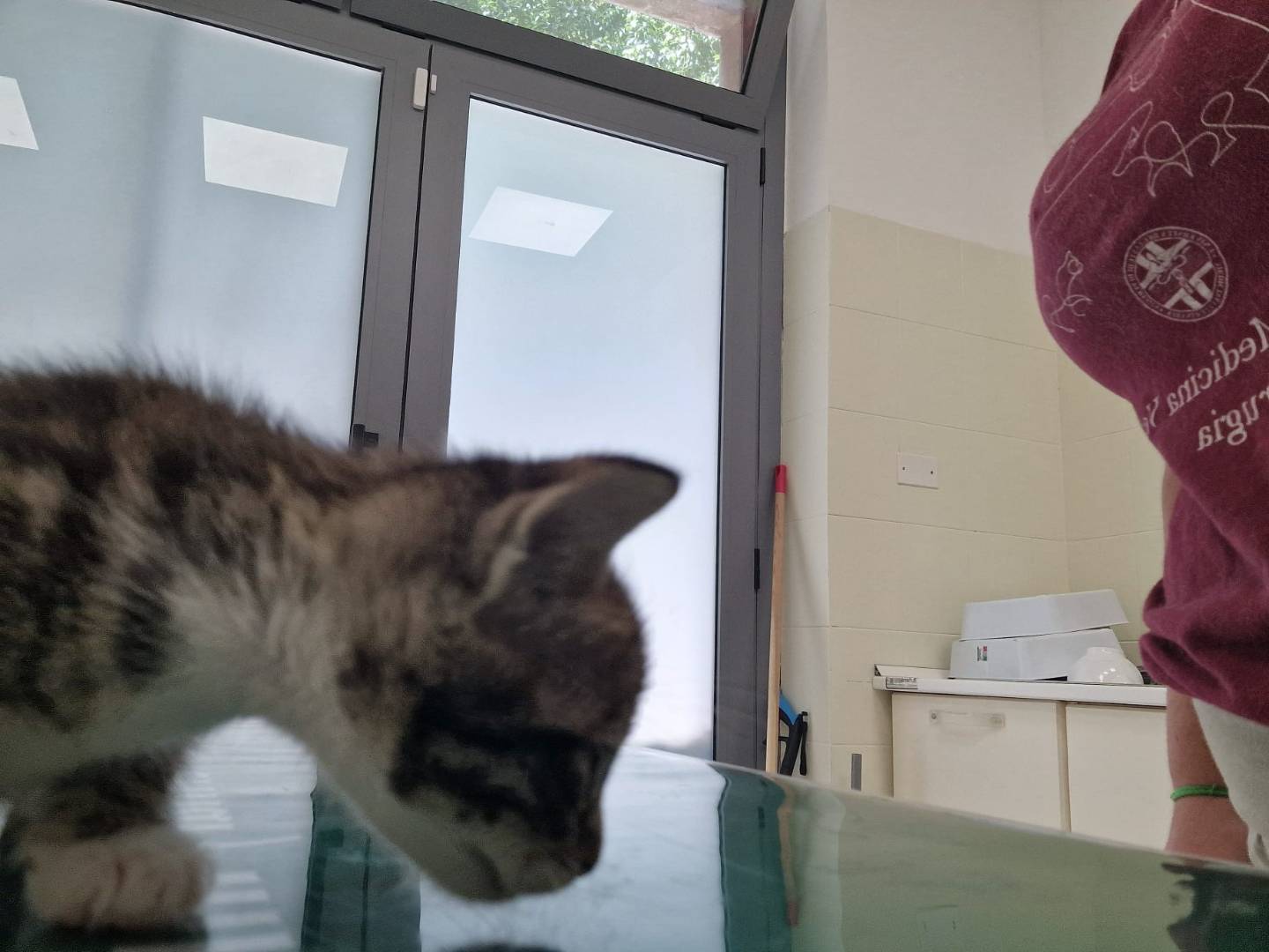 Vuoi adottare un gatto a Terni?