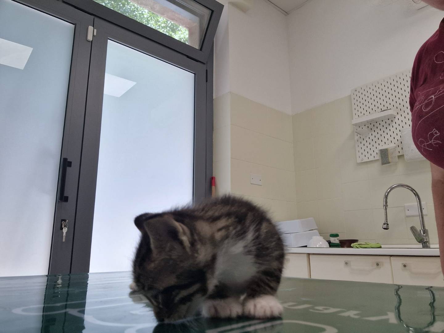 Adotta un gatto, taglia non valida, maschio, Terni