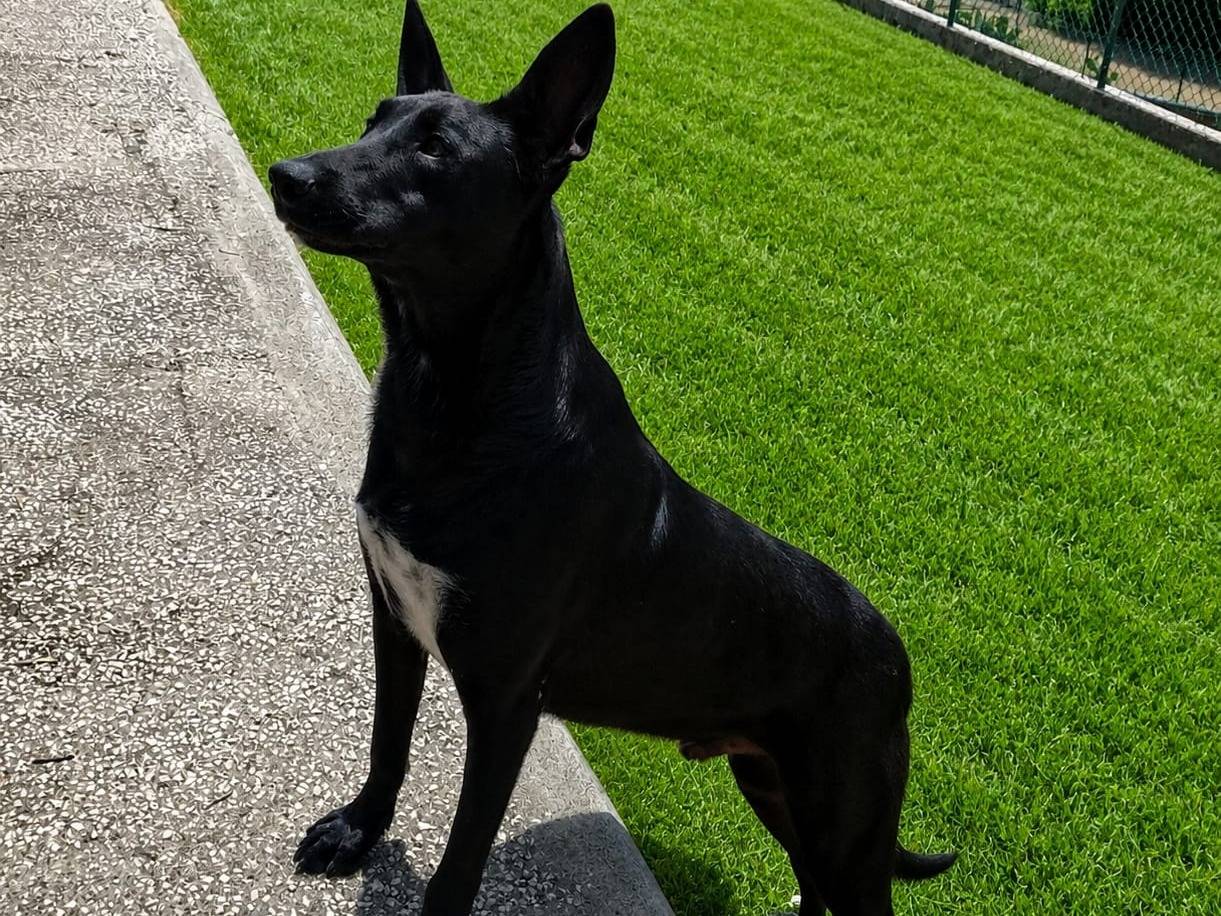 Adozione cane, maschio, Pastore Belga Malinois Razza sconosciuta, 1 anno e 6 mesi, taglia grande, Siracusa