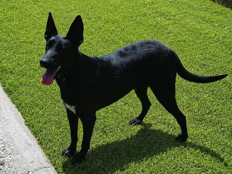 Adotta un cane, maschio, 1 anno e 6 mesi, Siracusa