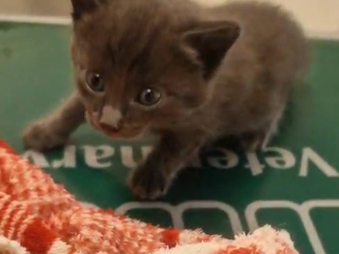 Adotta un gatto, taglia non valida, maschio, Terni