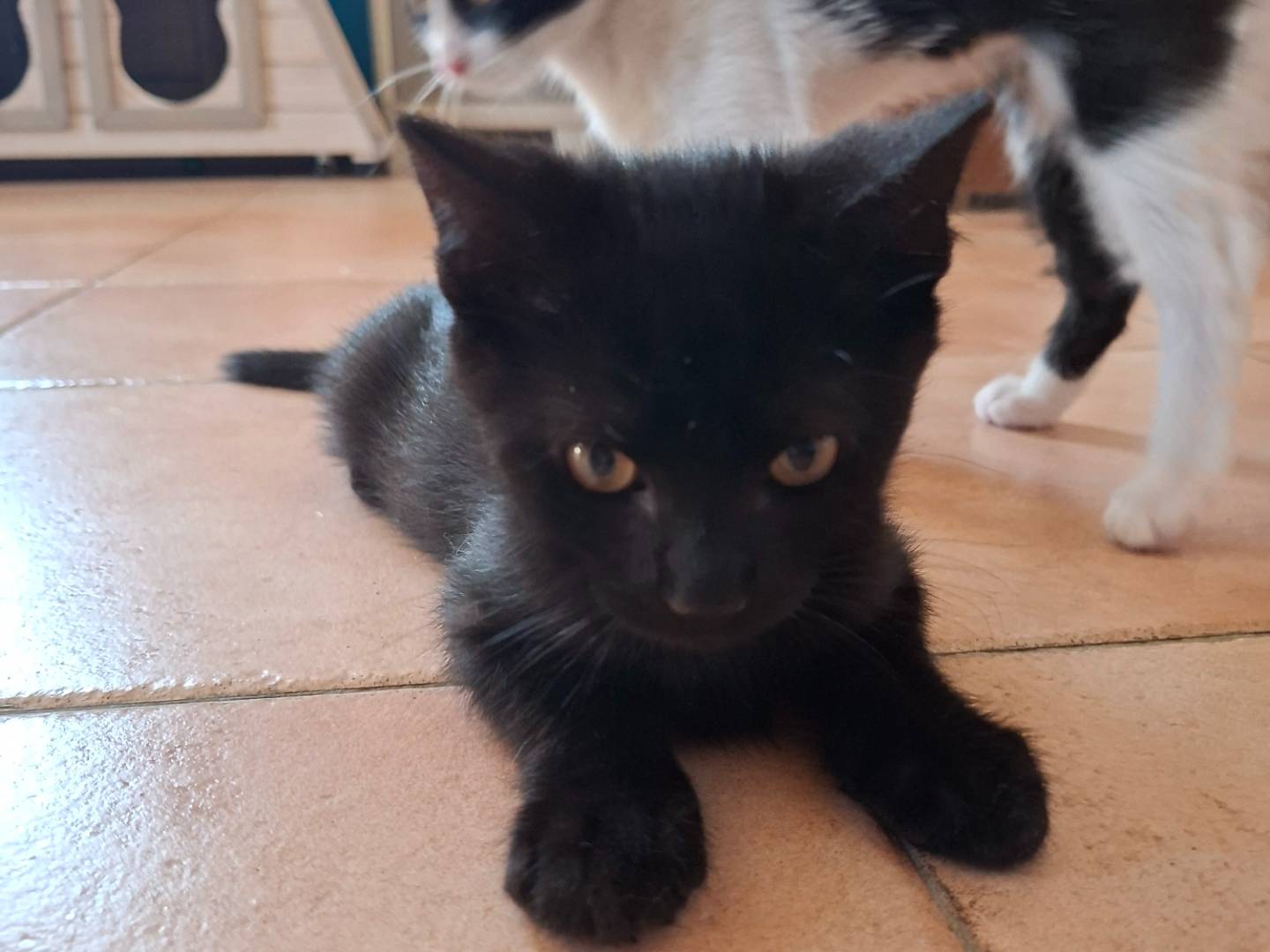 Foto 2 dell'animale