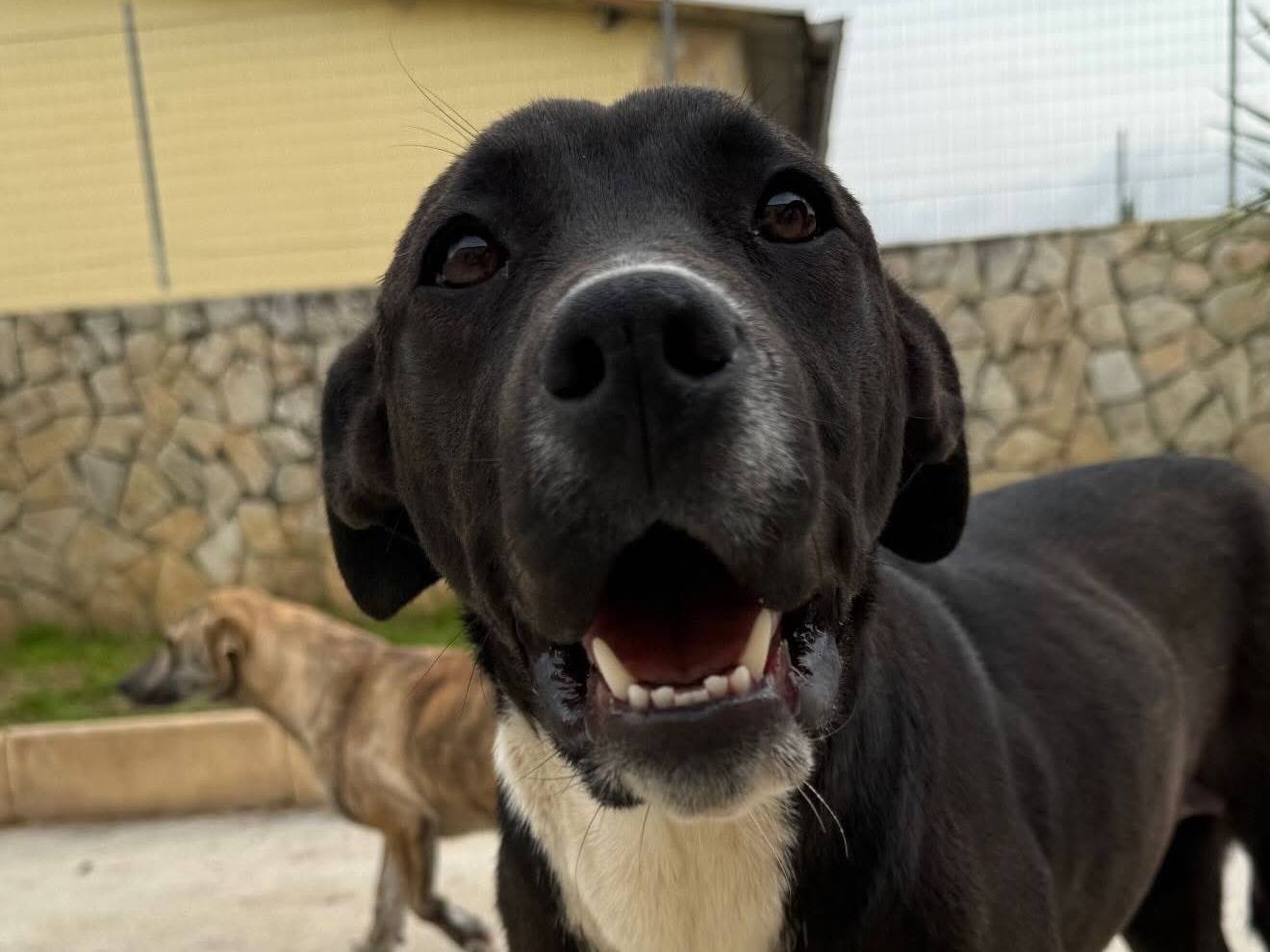 Adozione cane, femmina, Pitbull Razza sconosciuta, 1 anno e 2 mesi, taglia media, Matera