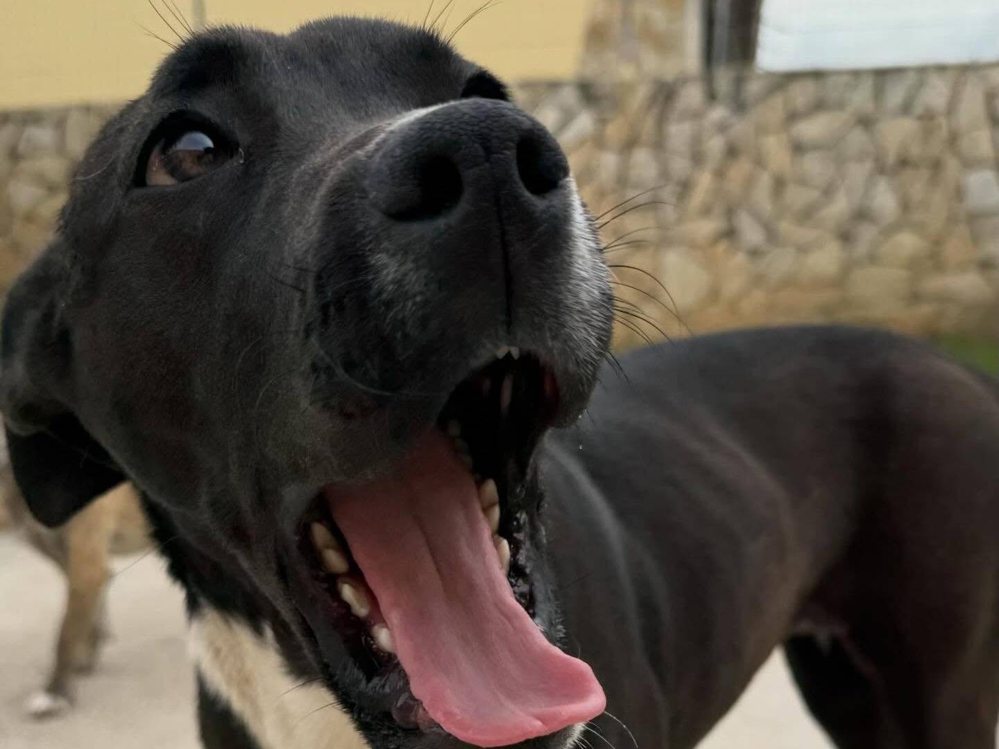 Adotta un cane, femmina, 1 anno e 2 mesi, Matera