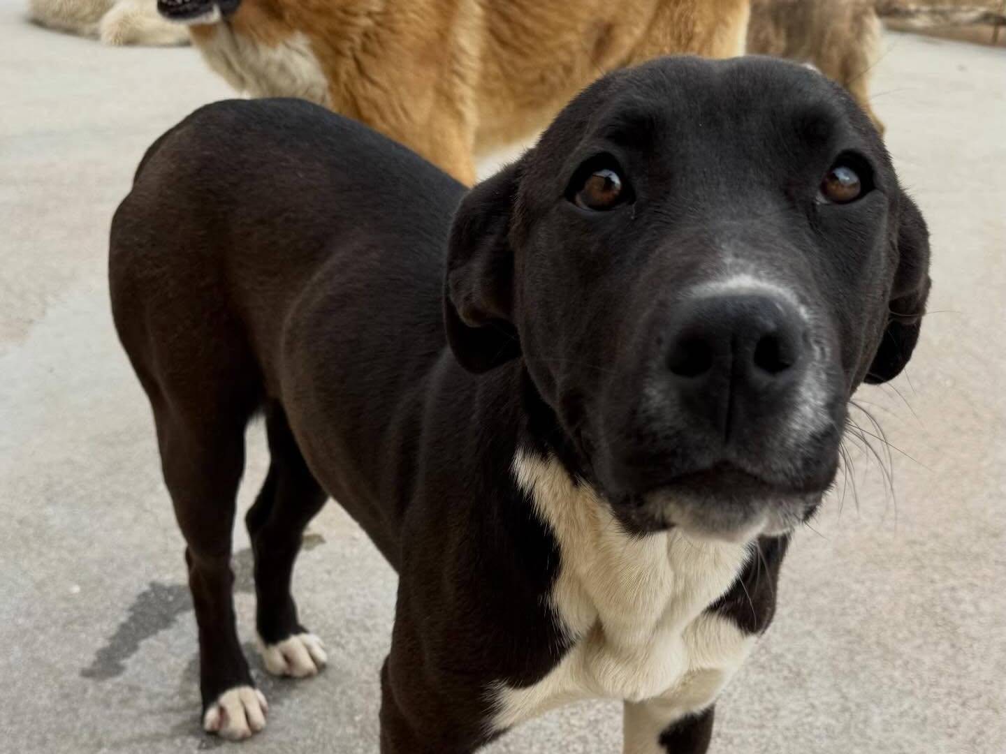 Adotta un cane, taglia media, femmina, Matera