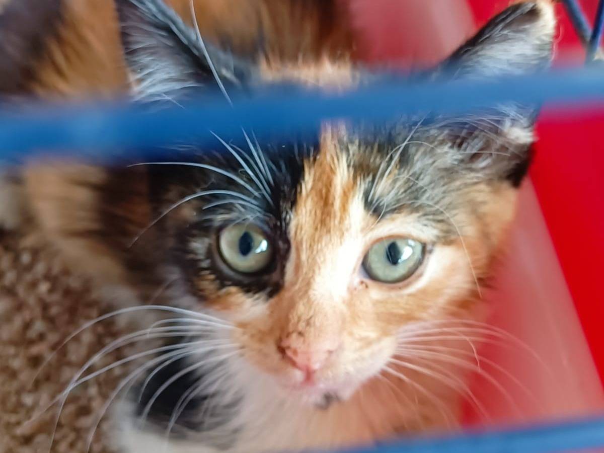 Adozione gatto, femmina, Razza sconosciuta Razza sconosciuta, 2 mesi, taglia non valida, Caserta