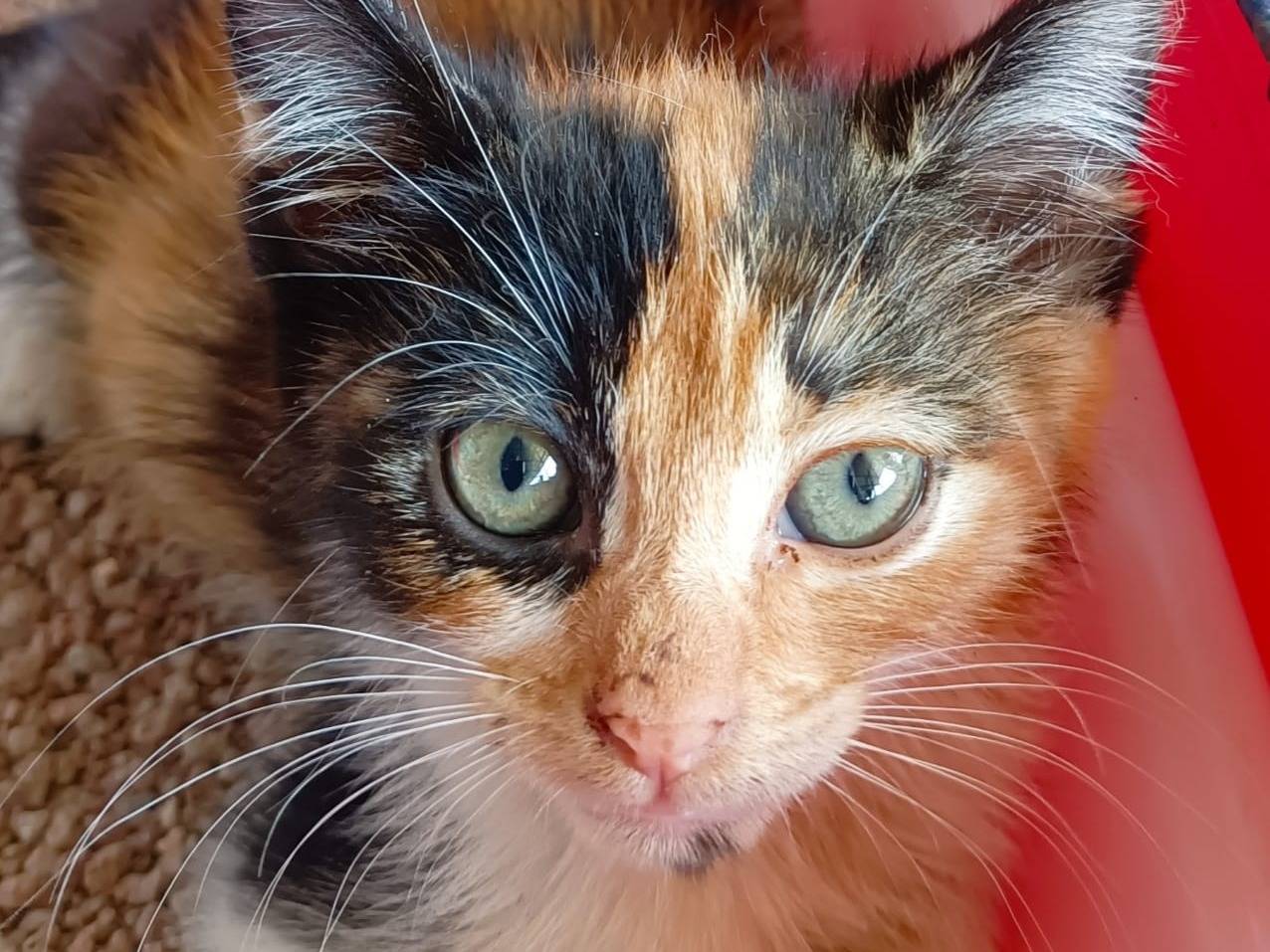Adotta un gatto, femmina, 2 mesi, Caserta