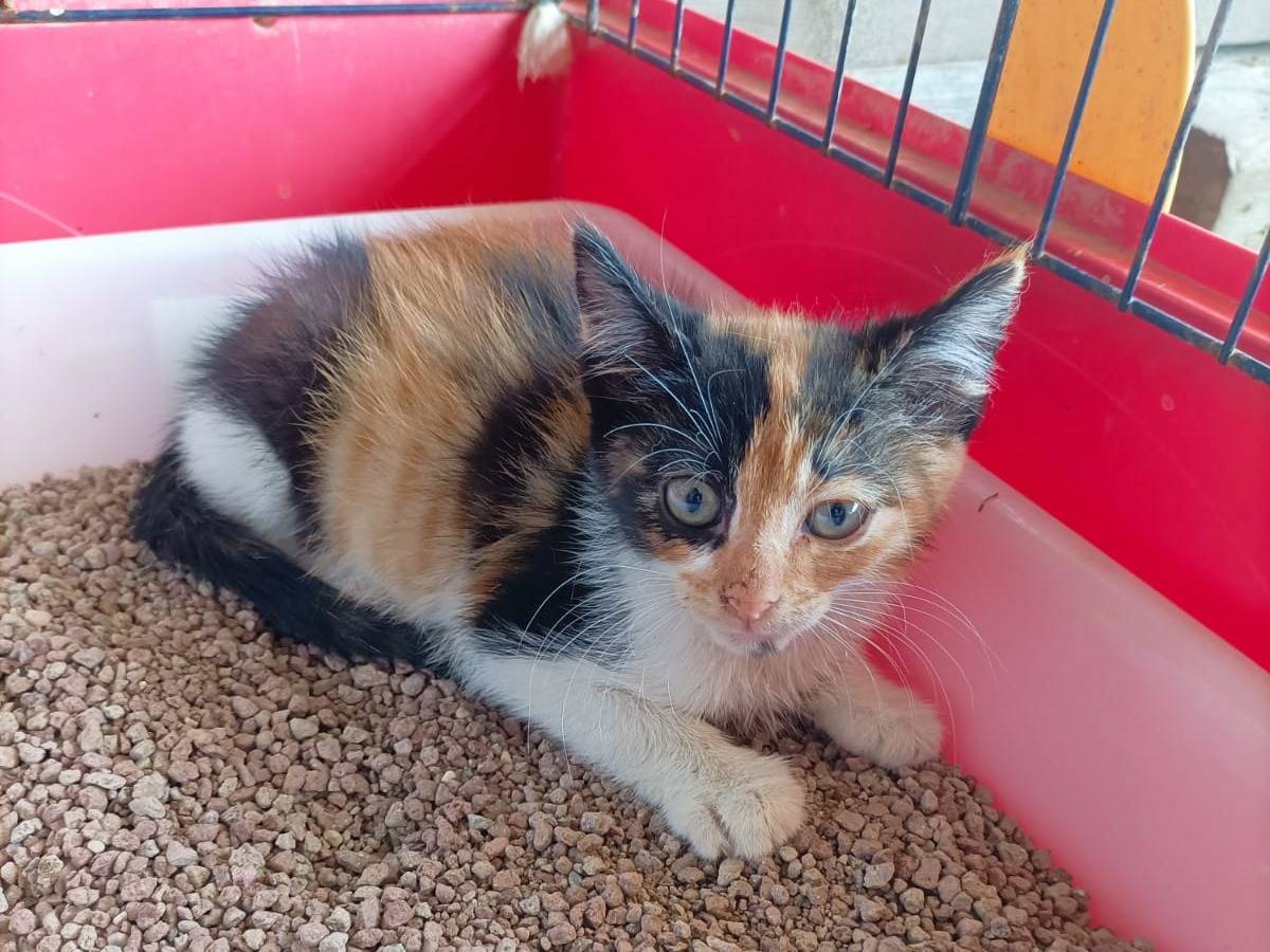 Adotta un gatto, taglia non valida, femmina, Caserta