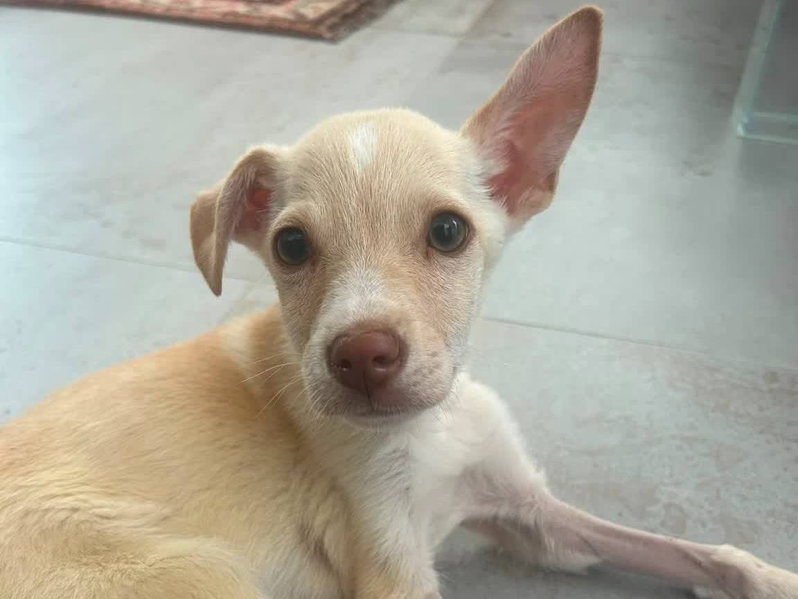 Adozione cane, femmina, Razza sconosciuta Razza sconosciuta, 4 mesi, taglia media, Padova