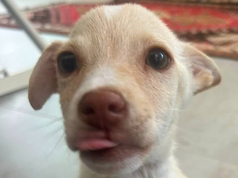 Adotta un cane, femmina, 4 mesi, Padova