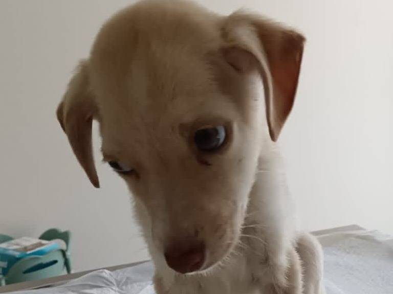 Adotta un cane, taglia media, femmina, Padova