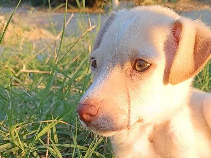 Vuoi adottare un cane a Padova?