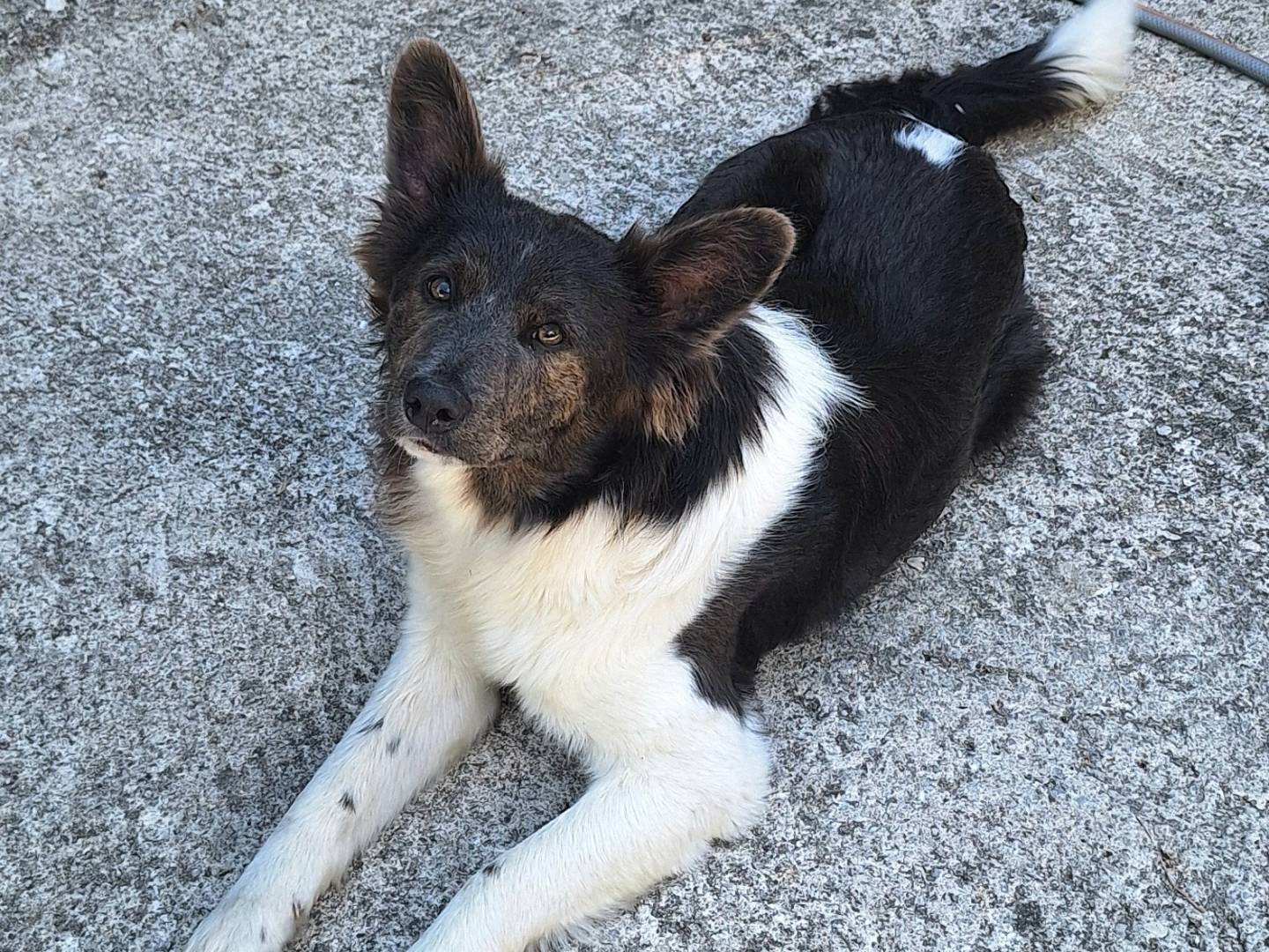 Adozione cane, maschio, Border Collie Razza sconosciuta, 7 mesi, taglia media contenuta, Teramo