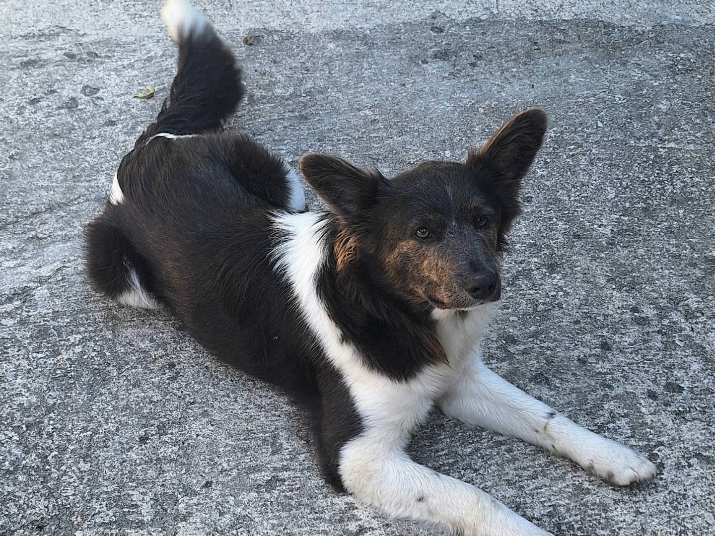 Adotta un cane, maschio, 7 mesi, Teramo