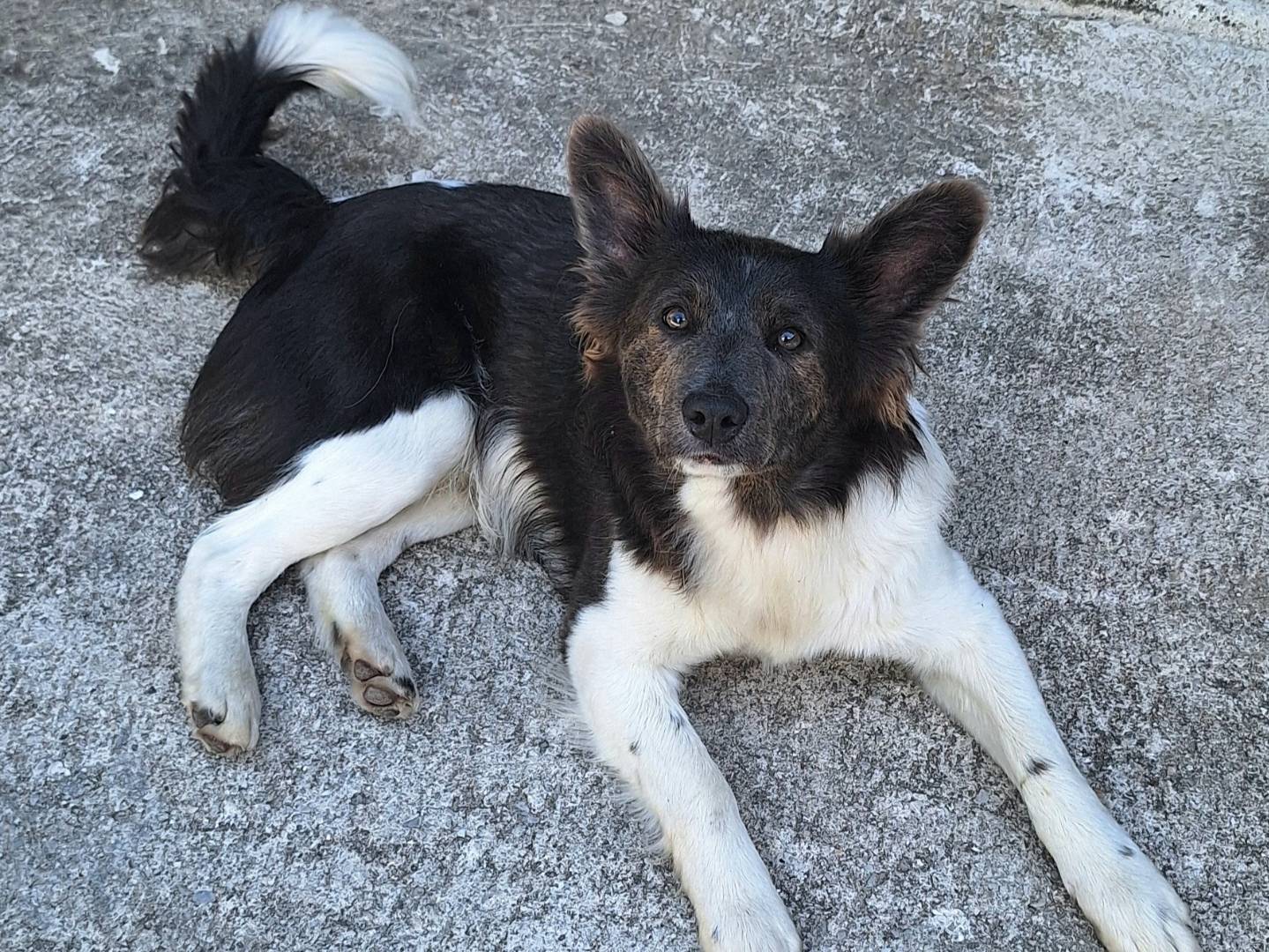 Vuoi adottare un cane a Teramo?