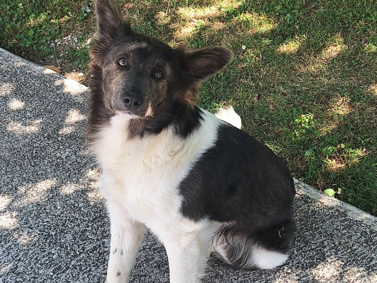 Adotta il cane Tahir a Teramo