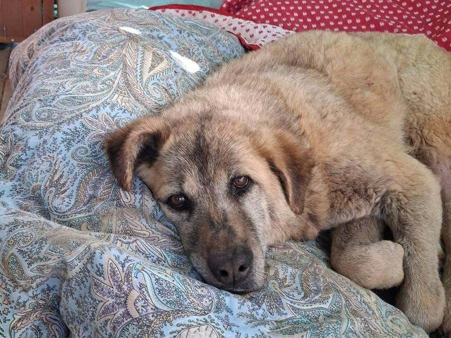 Adozione cane, femmina, Razza sconosciuta Razza sconosciuta, 10 anni e 3 mesi, taglia grande, Chieti