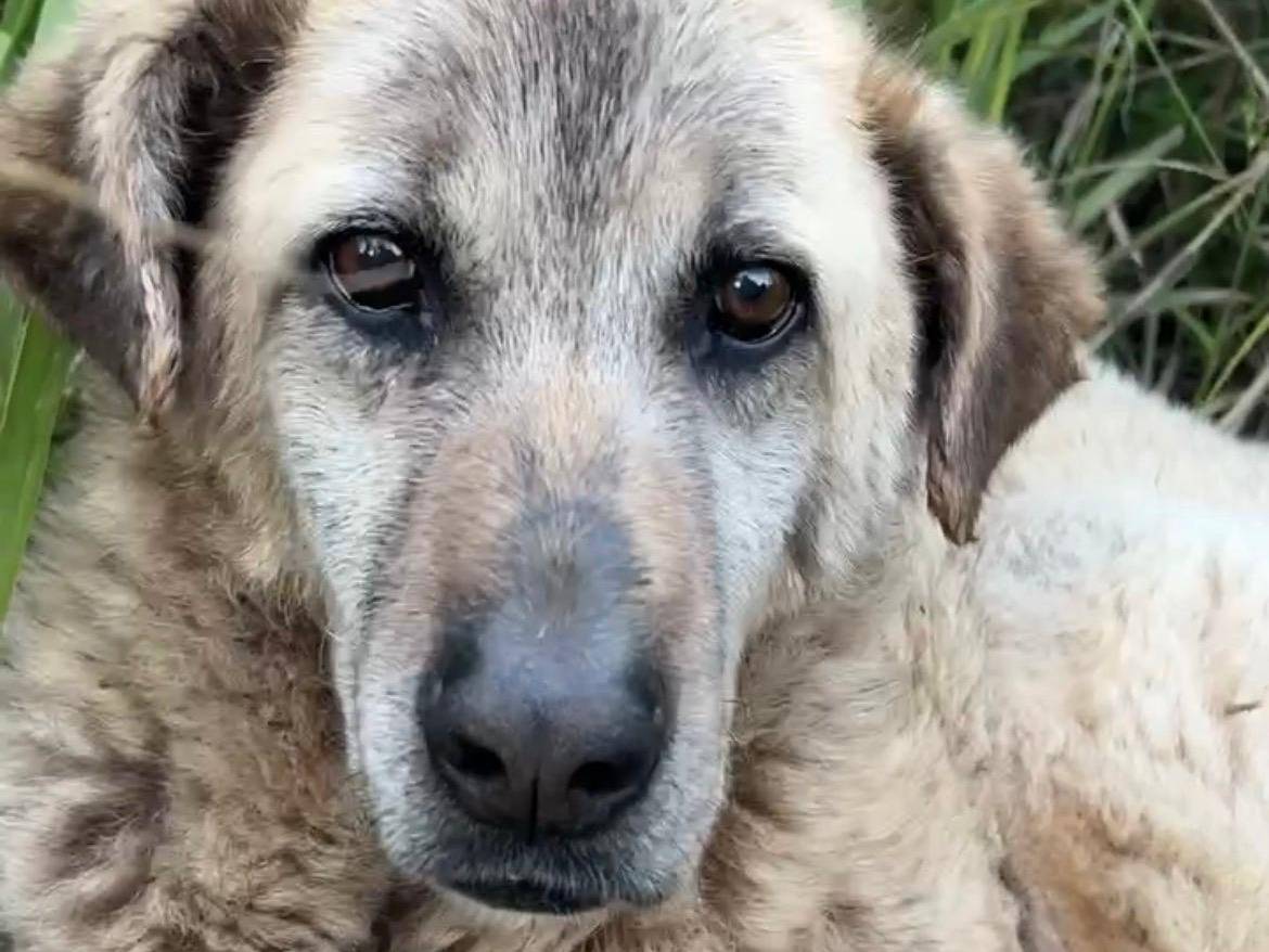 Adotta un cane, femmina, 10 anni e 3 mesi, Chieti