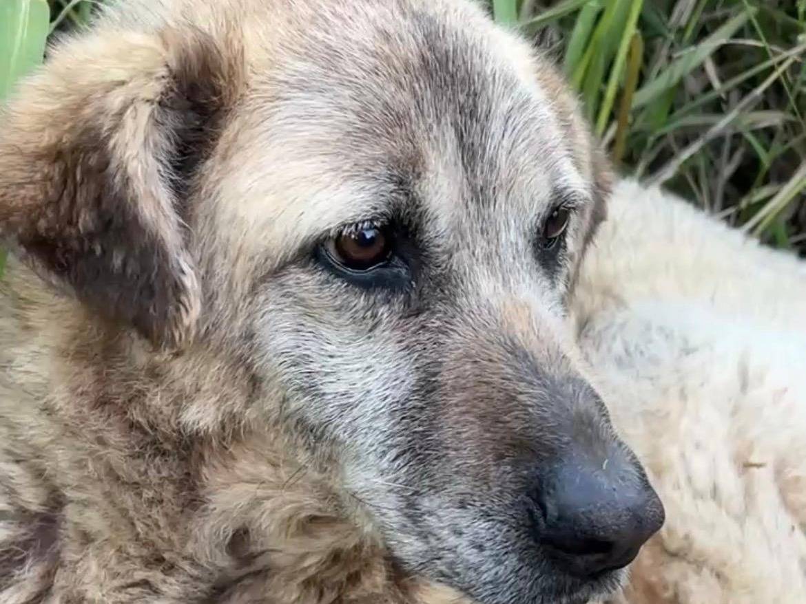 Adotta un cane, taglia grande, femmina, Chieti