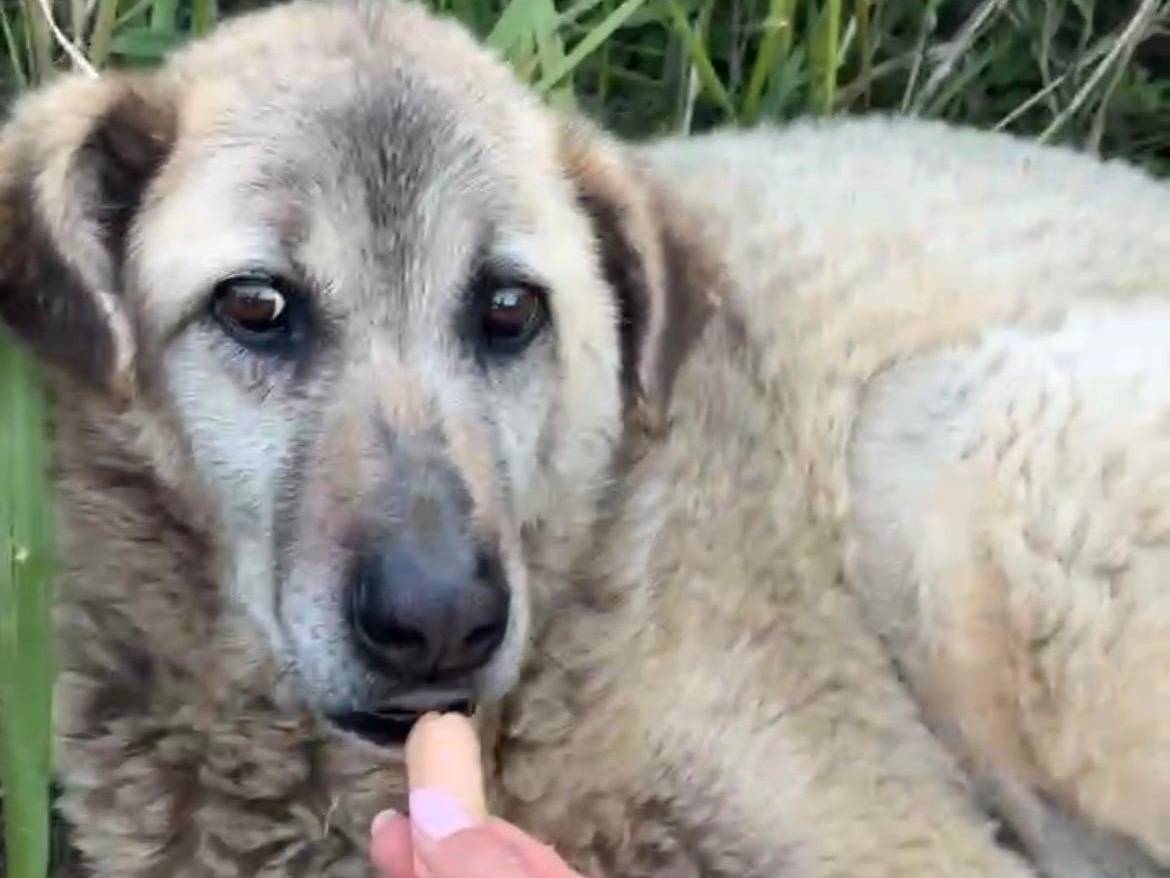 Vuoi adottare un cane a Chieti?