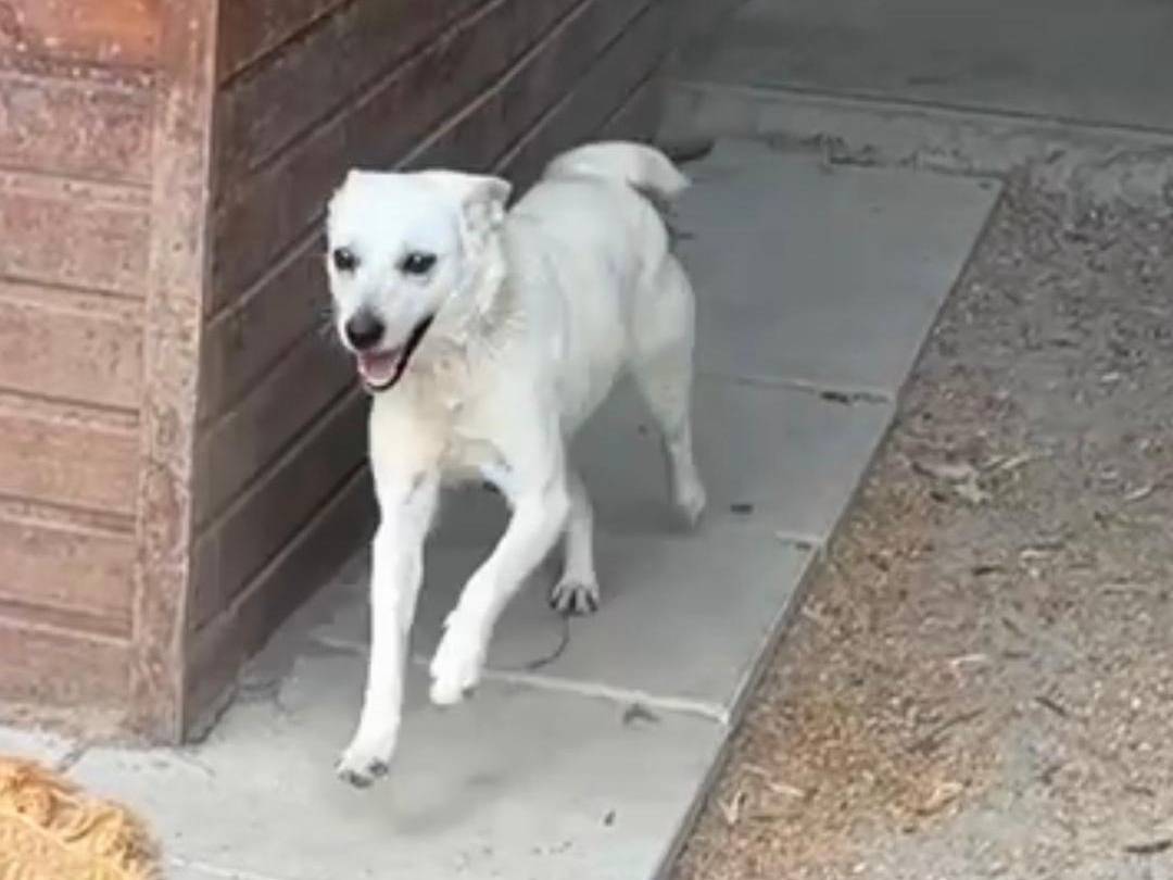Vuoi adottare un cane a Chieti?