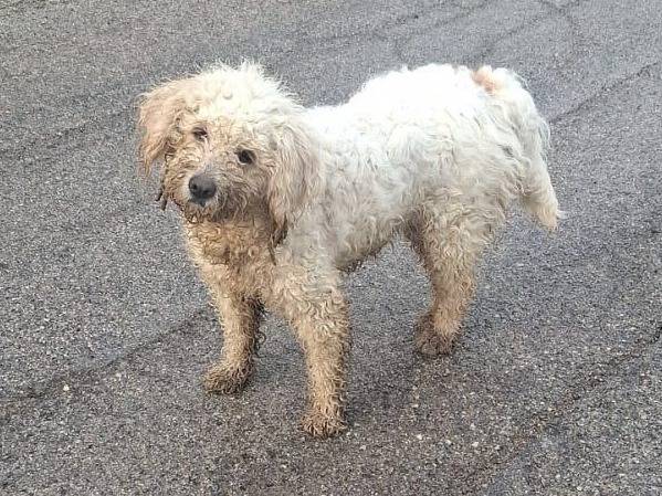 Adotta il cane PANNA a Chieti