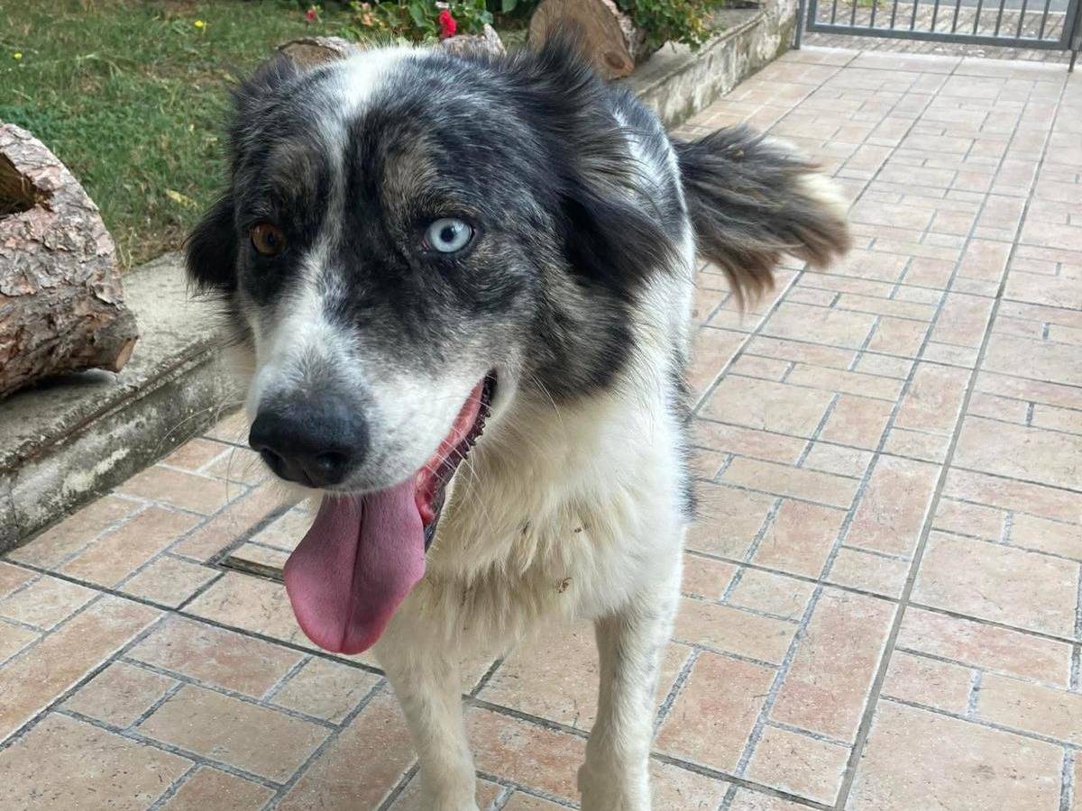 Adozione cane, femmina, Razza sconosciuta Razza sconosciuta, 6 anni, taglia media, Chieti