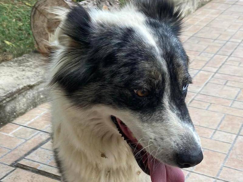 Adotta un cane, femmina, 6 anni, Chieti