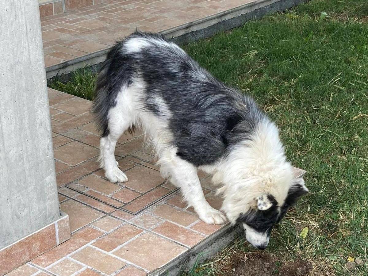 Adotta un cane, taglia media, femmina, Chieti