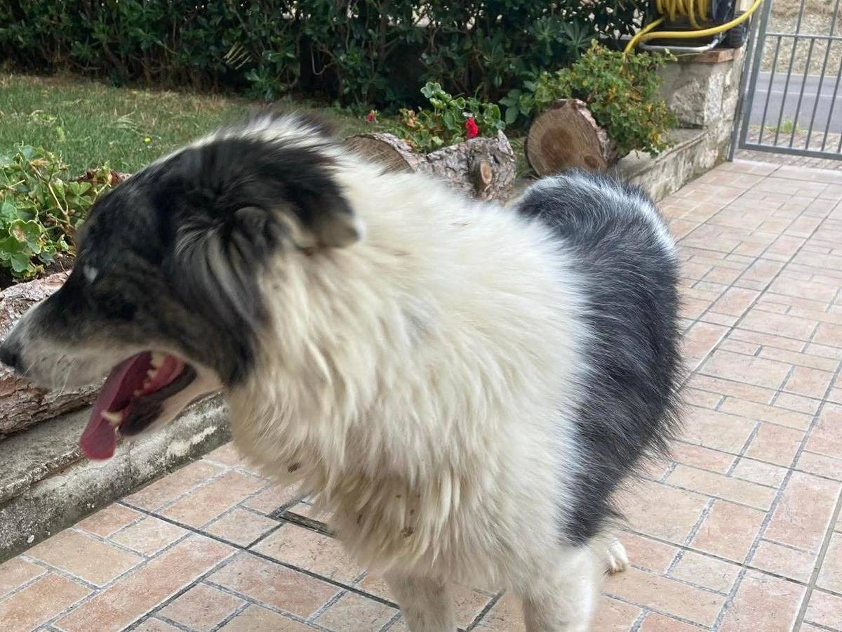 Vuoi adottare un cane a Chieti?
