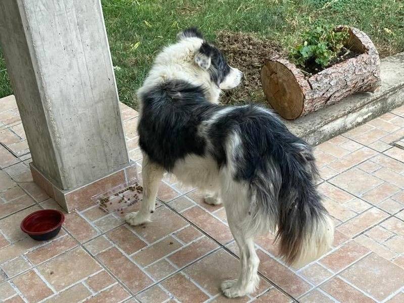 Adotta il cane LEYLA a Chieti