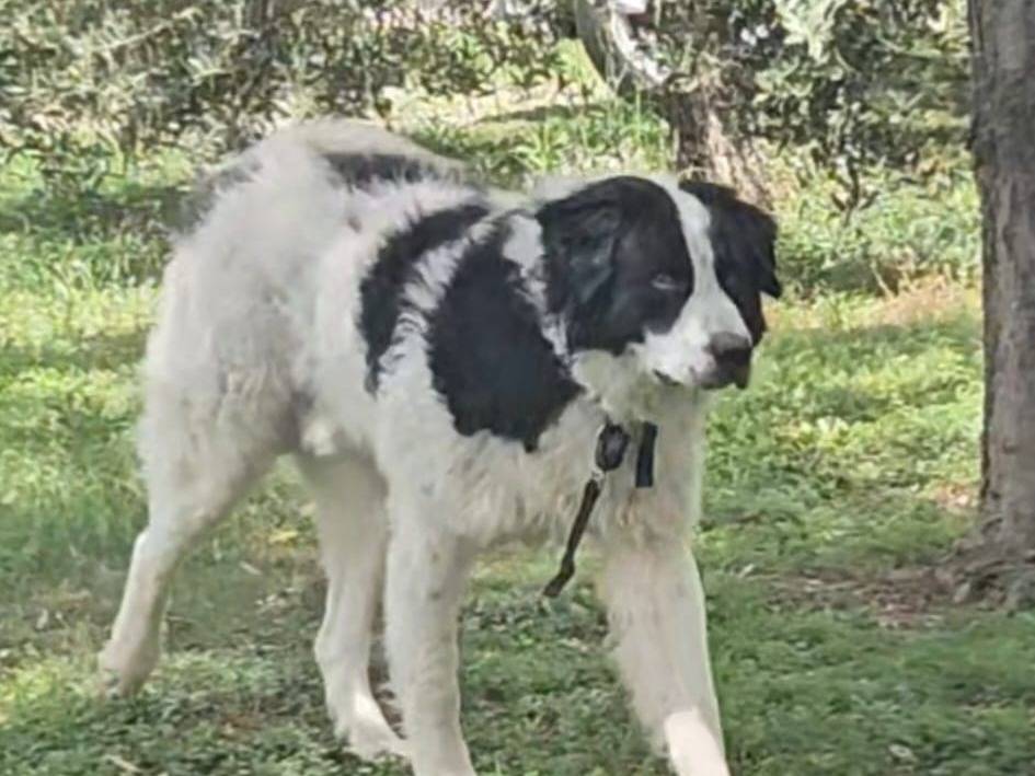 Foto 2 dell'animale
