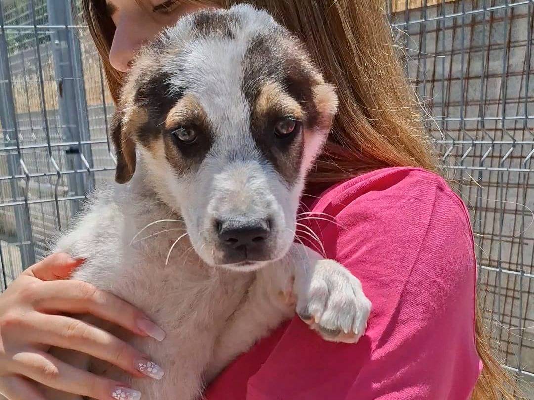 Adotta un cane, maschio, 3 mesi, Bari