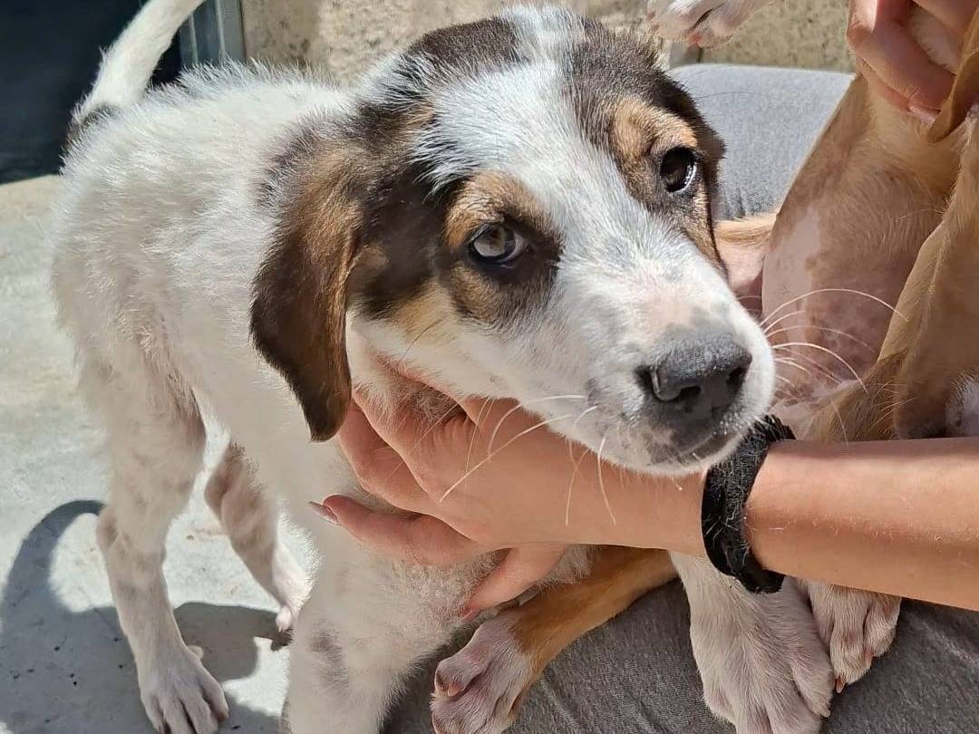 Adozione cane, maschio, Razza sconosciuta Razza sconosciuta, 3 mesi, taglia media, Bari