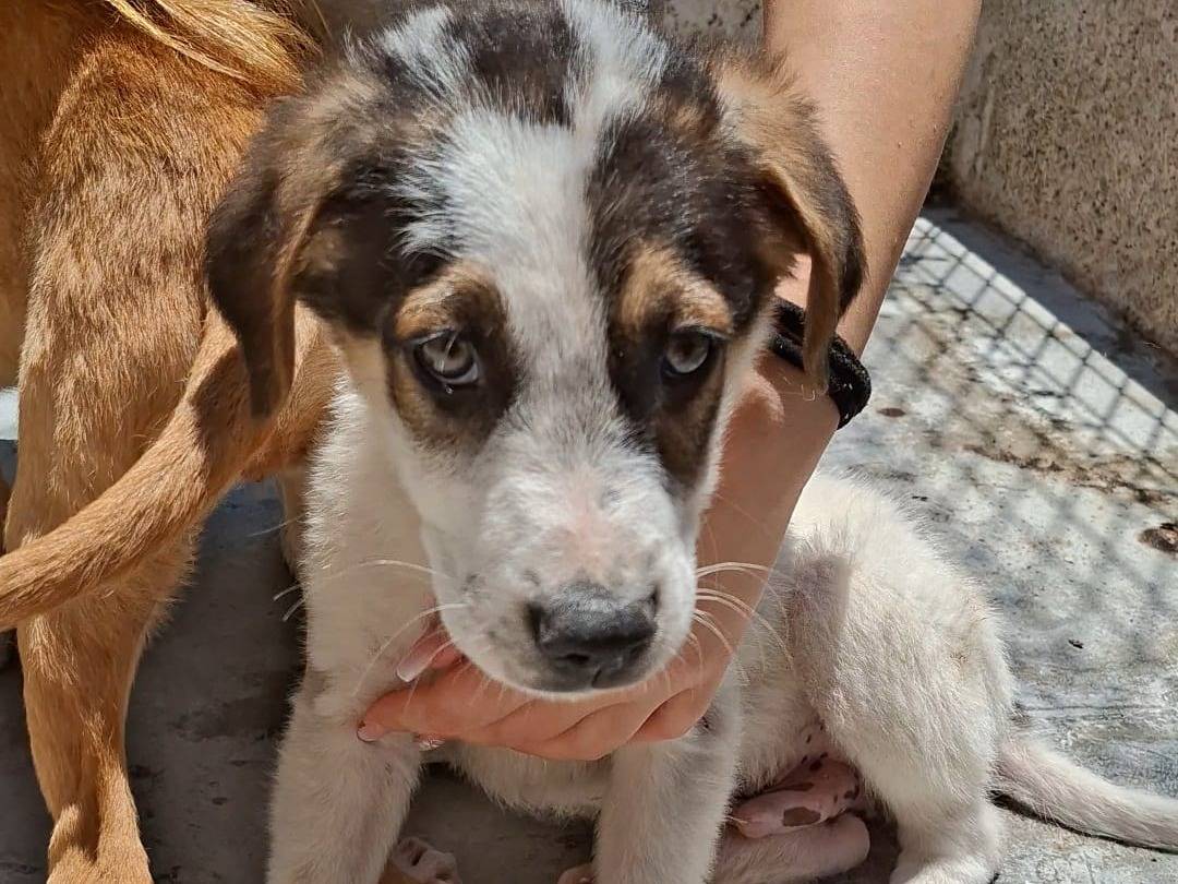 Adotta un cane, taglia media, maschio, Bari