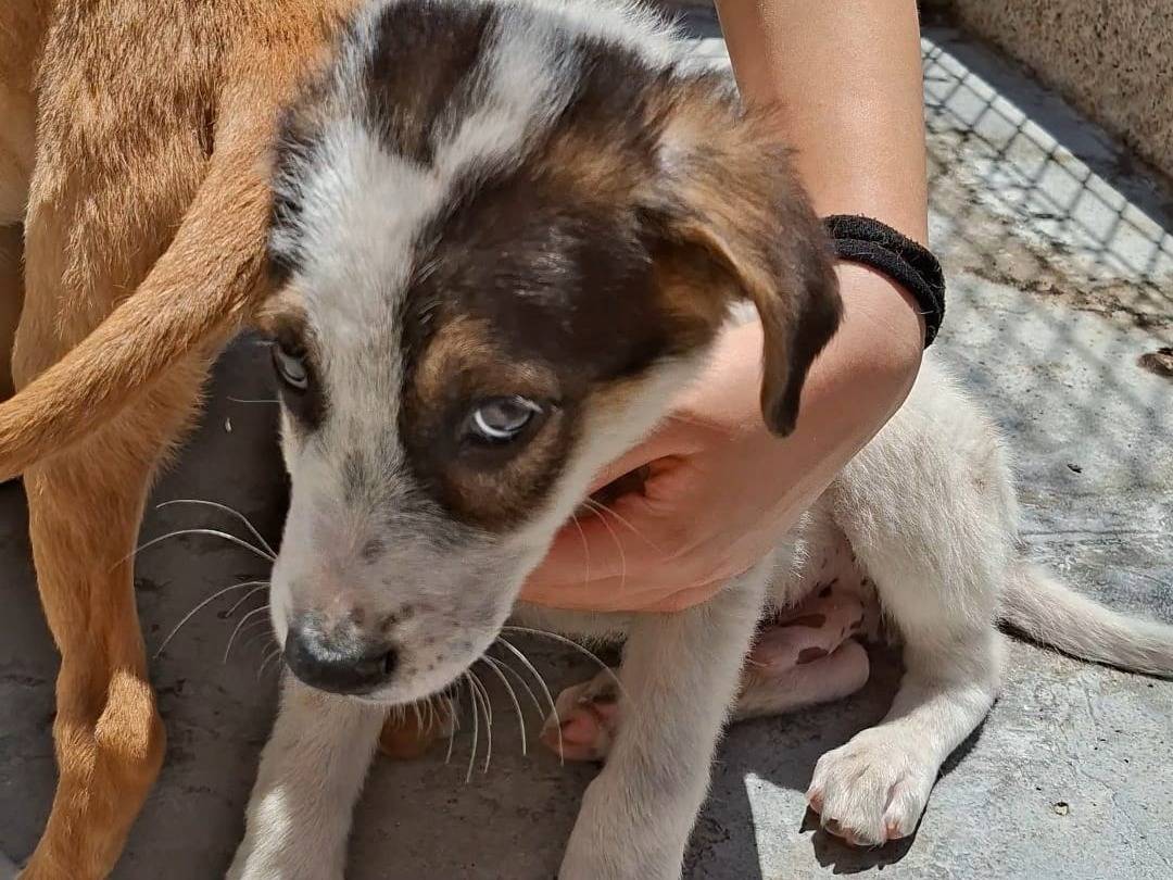 Vuoi adottare un cane a Bari?