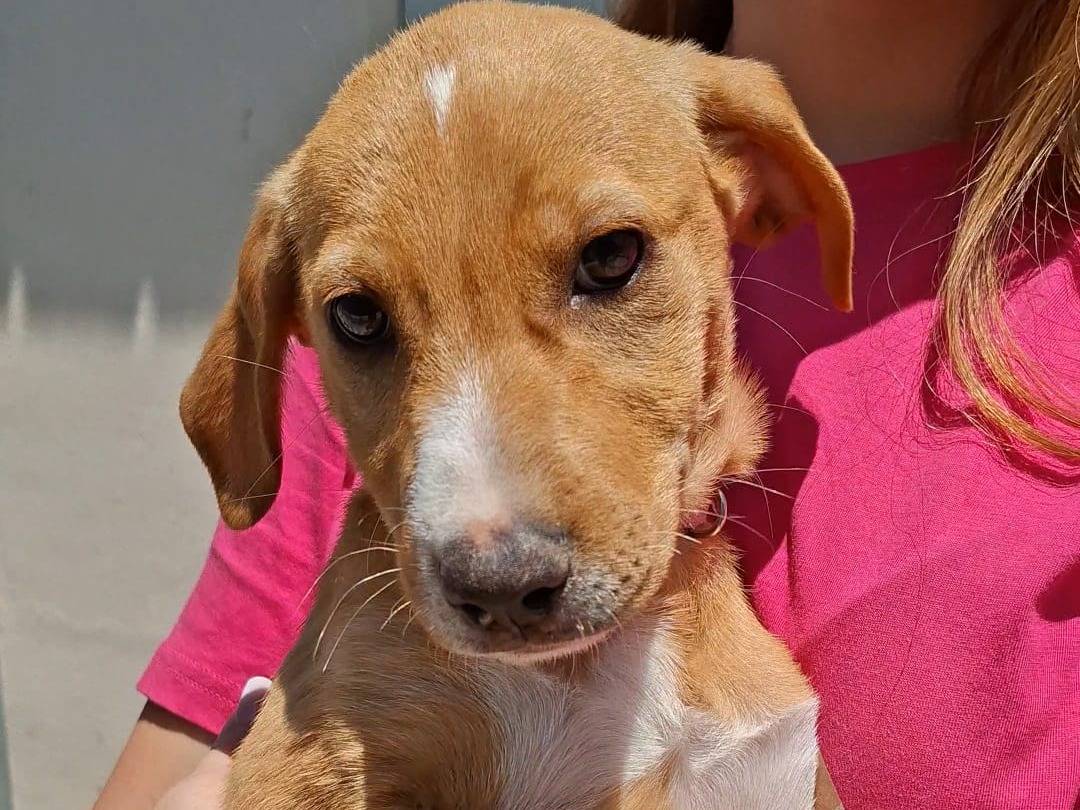 Adotta un cane, taglia media, femmina, Bari