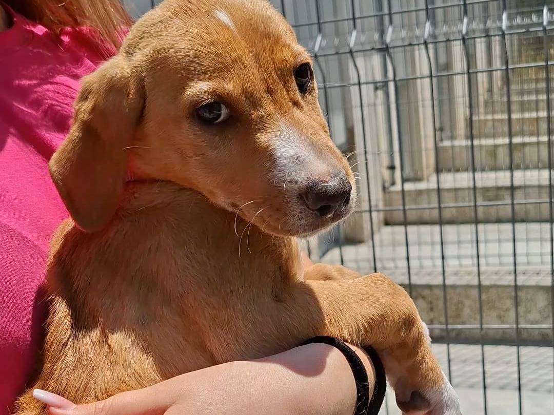 Vuoi adottare un cane a Bari?