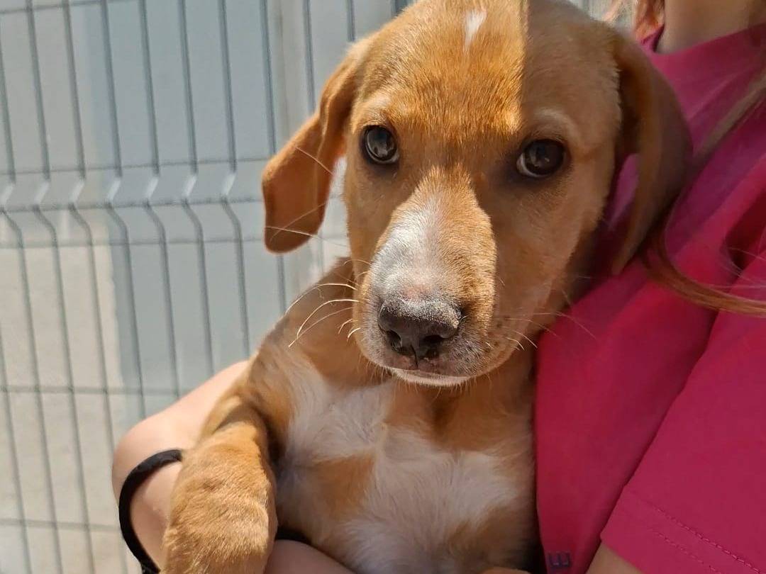 Adotta un cane, femmina, 3 mesi, Bari