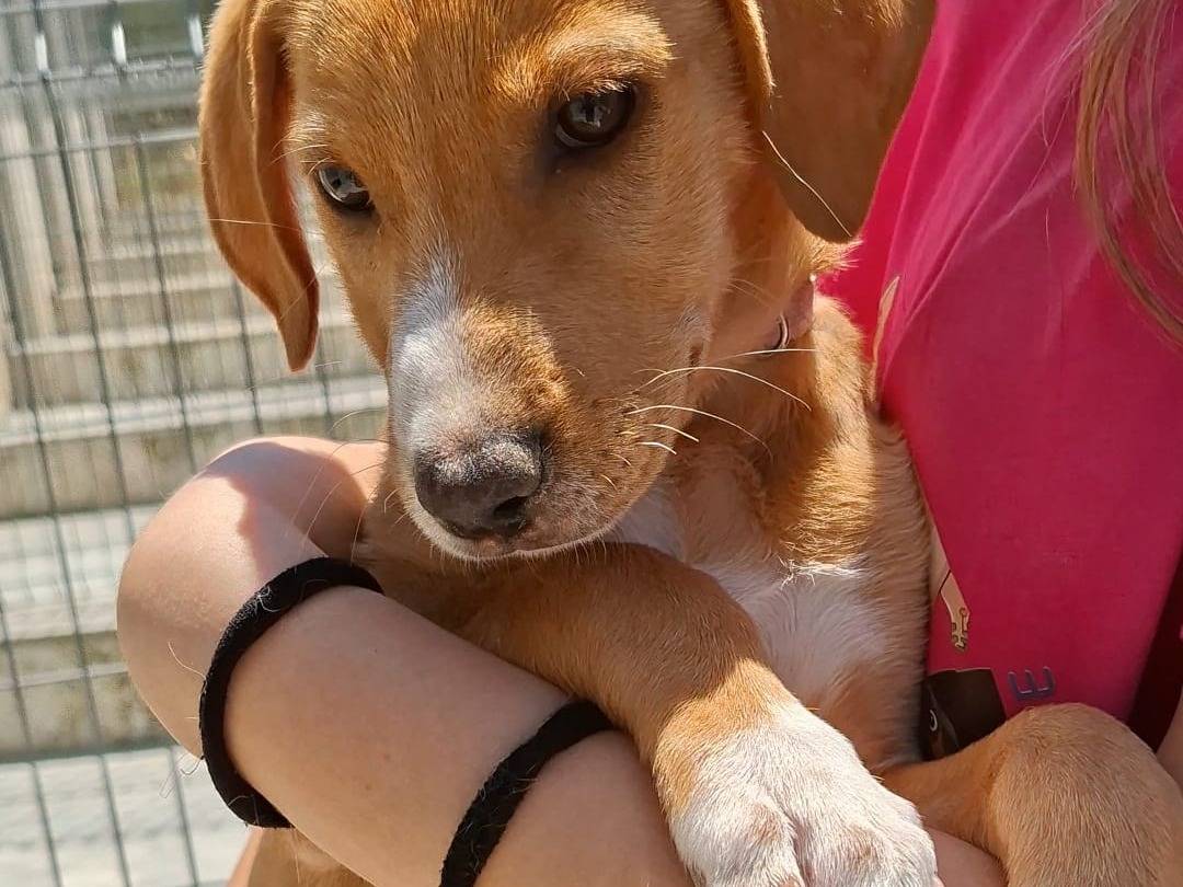 Adotta il cane Caramella a Bari