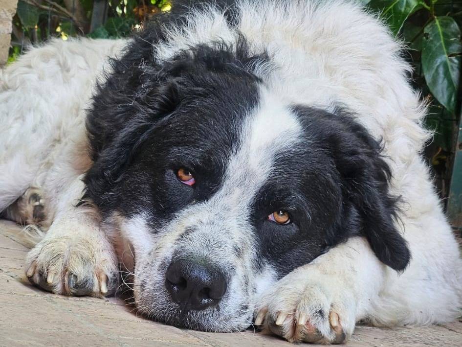 Vuoi adottare un cane a Roma?