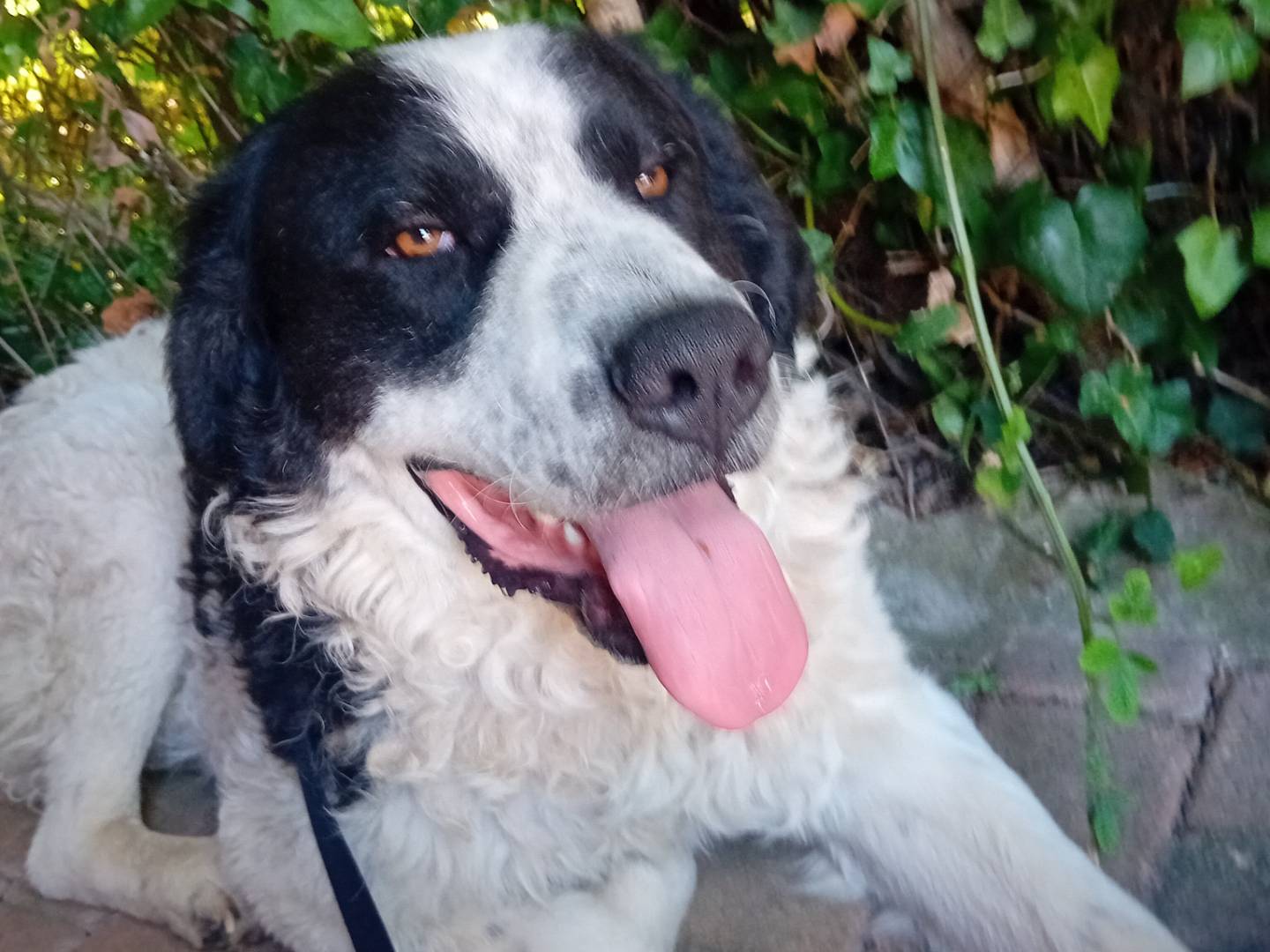 Adotta il cane Leonardo a Roma